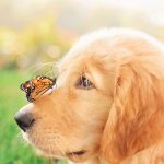 Golden Pup with Butterfly