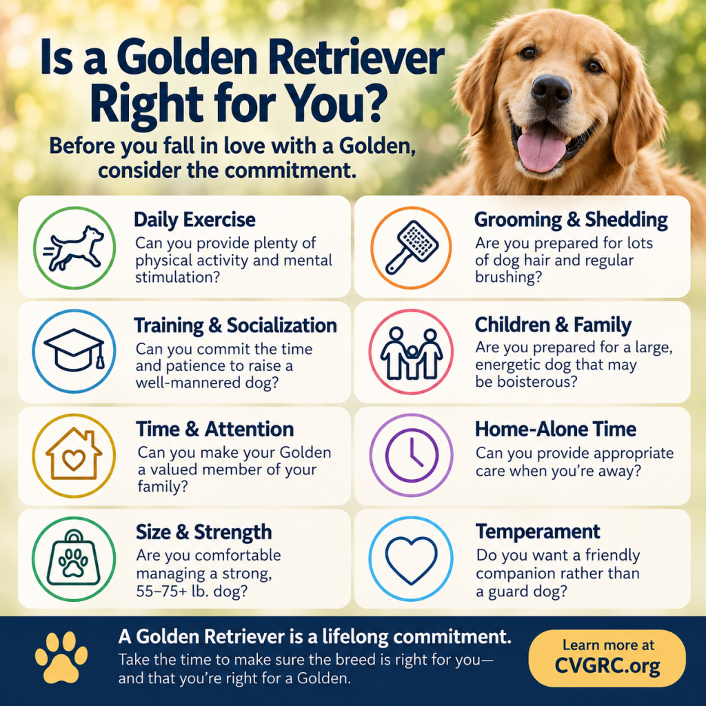 Is a Golden Retriever Right for You?