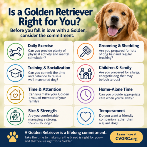 Is a Golden Retriever Right for You?